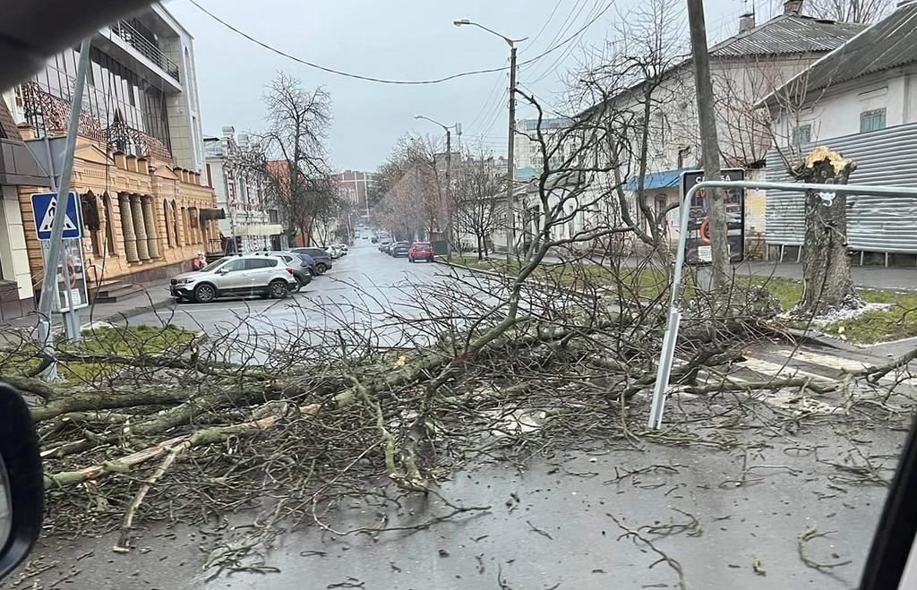У Полтаві, на пішохідному переході, впало дерево. ФОТОФАКТ