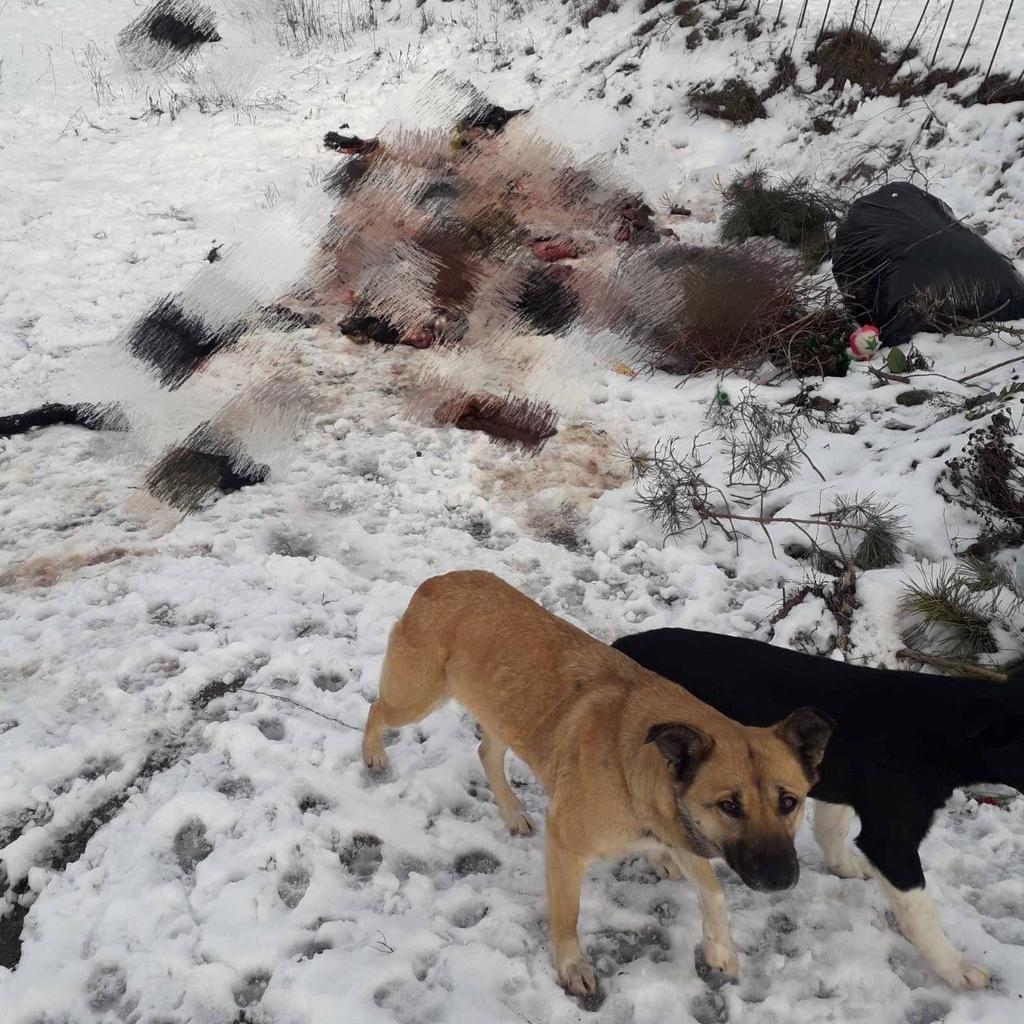 На околиці Полтави знайшли три десятки вбитих собак із здертими шкурами