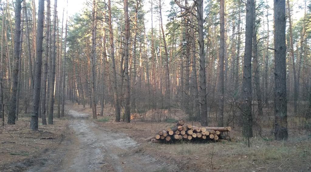 На Полтавщині чоловік незаконно нарубав лісу на 300 тисяч гривень