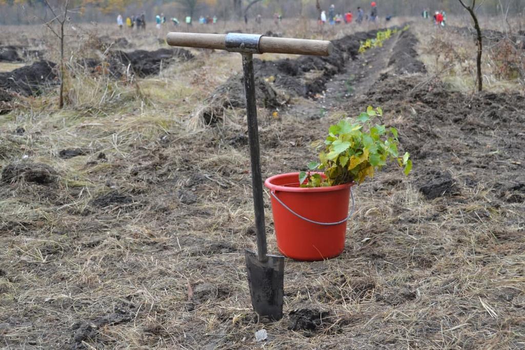 Скільки лісу продали та посадили на Полтавщині минулого року