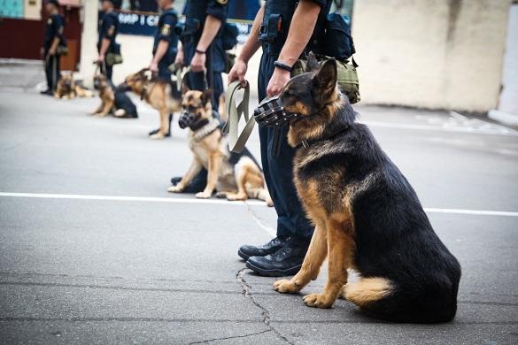 У Полтаві формують загони по охороні громадського порядку: як долучитися