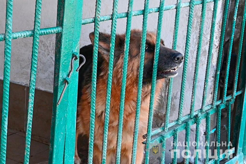 До Полтави евакуювали собак кінологічної служби з Харківщини. ФОТО, ВІДЕО