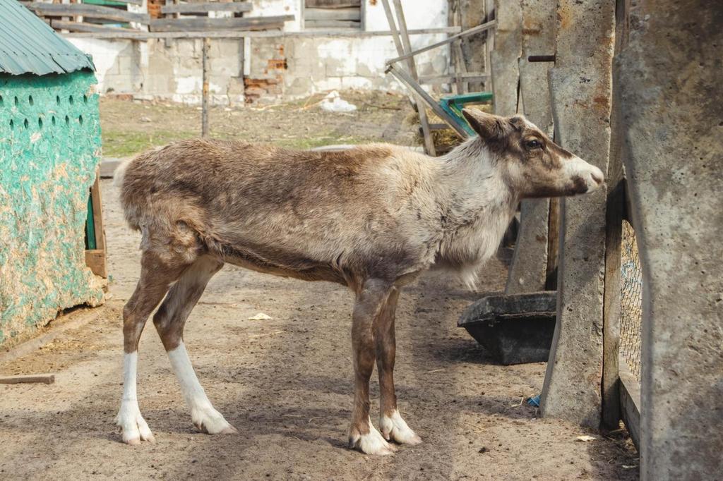 До екопарку в Ковалівці евакуювали понад 200 тварин, птахів та рептилій