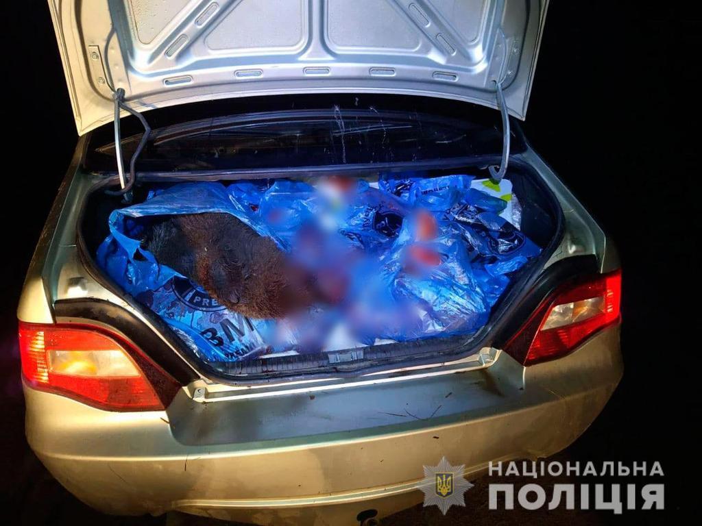 Браконьєру, який убив вагітну самку лося в Полтавському районі, загрожує від трьох до семи років в’язниці