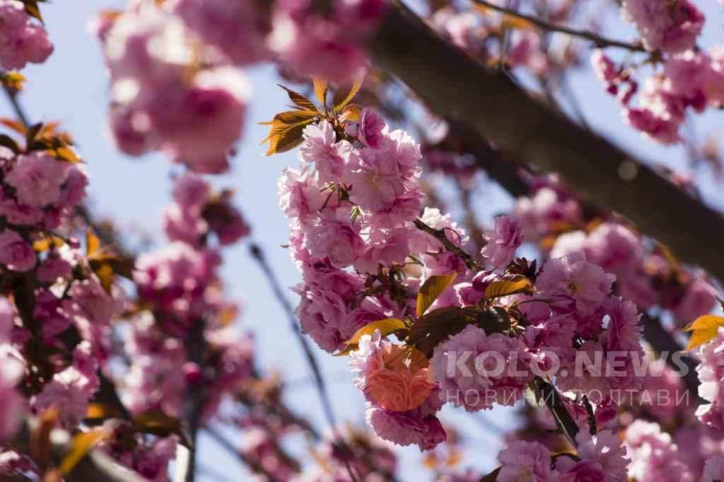 Чи розквітнула сакура у Полтаві?