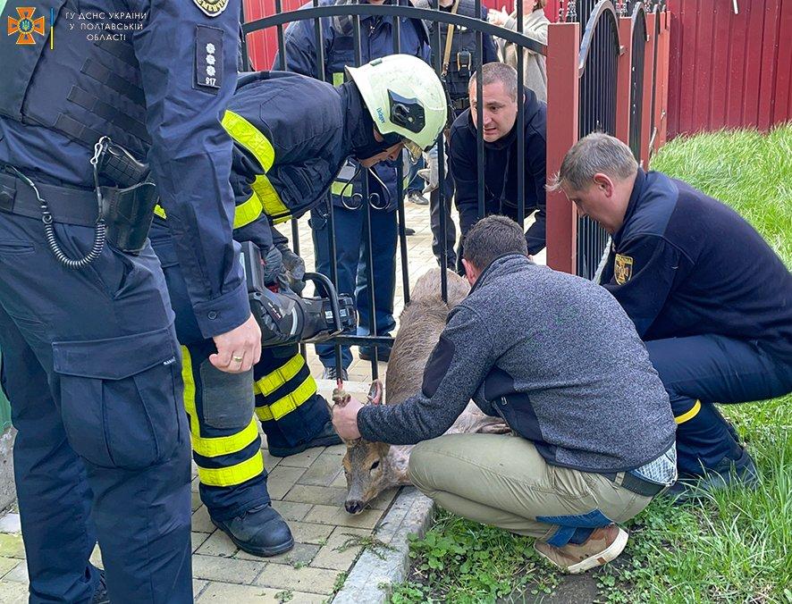 На Полтавщині врятували косулю в центрі міста. ФОТО