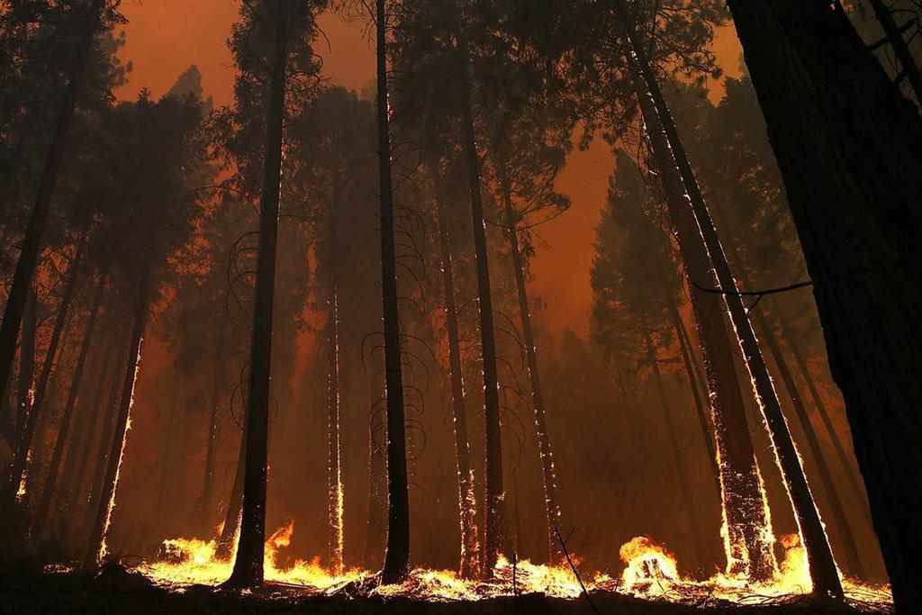 На Полтавщині палали кілька гектарів лісу
