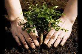 У Полтаві планують висадити понад тисячу рослин