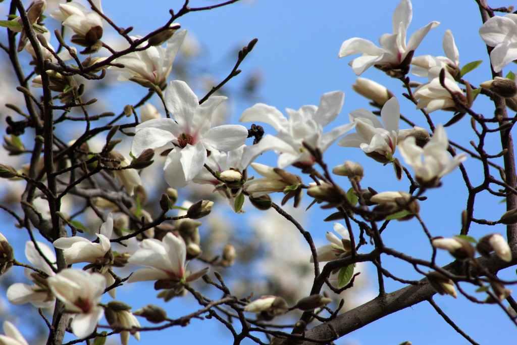 У Полтаві квітне магнолія. ФОТО