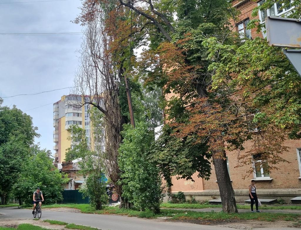 У Полтаві засилля сухих дерев: можуть падати на людей та автівки. ФОТО 