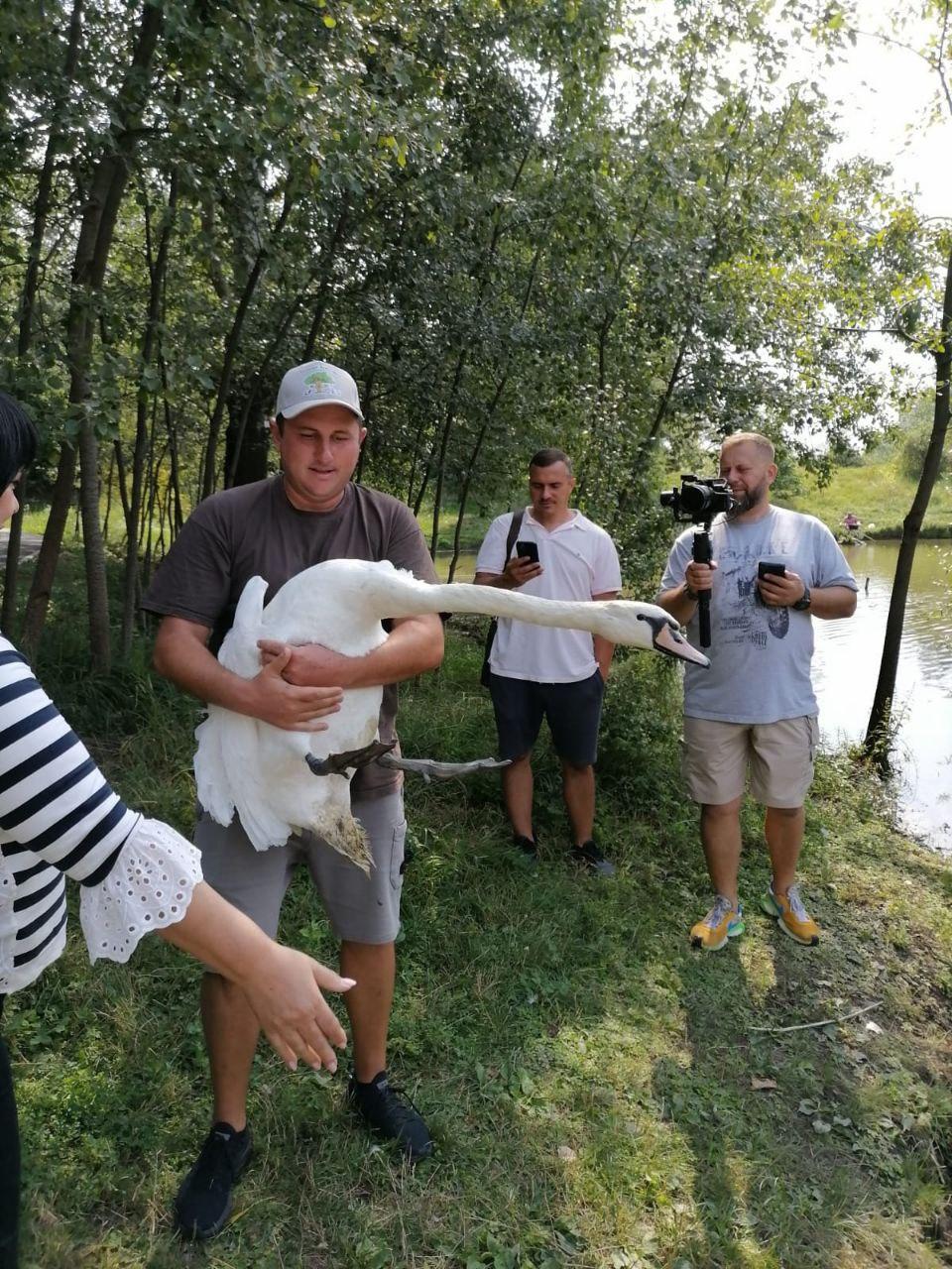 Лебідь Петро у Полтавському дендропарку здох: загодували хлібом