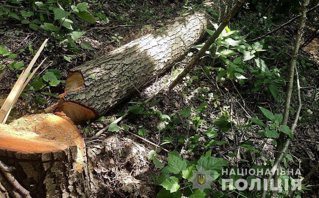 Колишнього лісничого звинувачують у тому, що нарубав дрів на 450 тисяч гривень