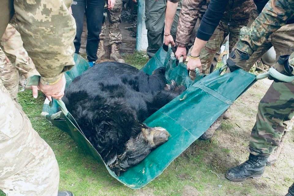 Ось це справжнє «своїх не кидаємо»: українські військові врятували контуженого ведмедя під Лиманом