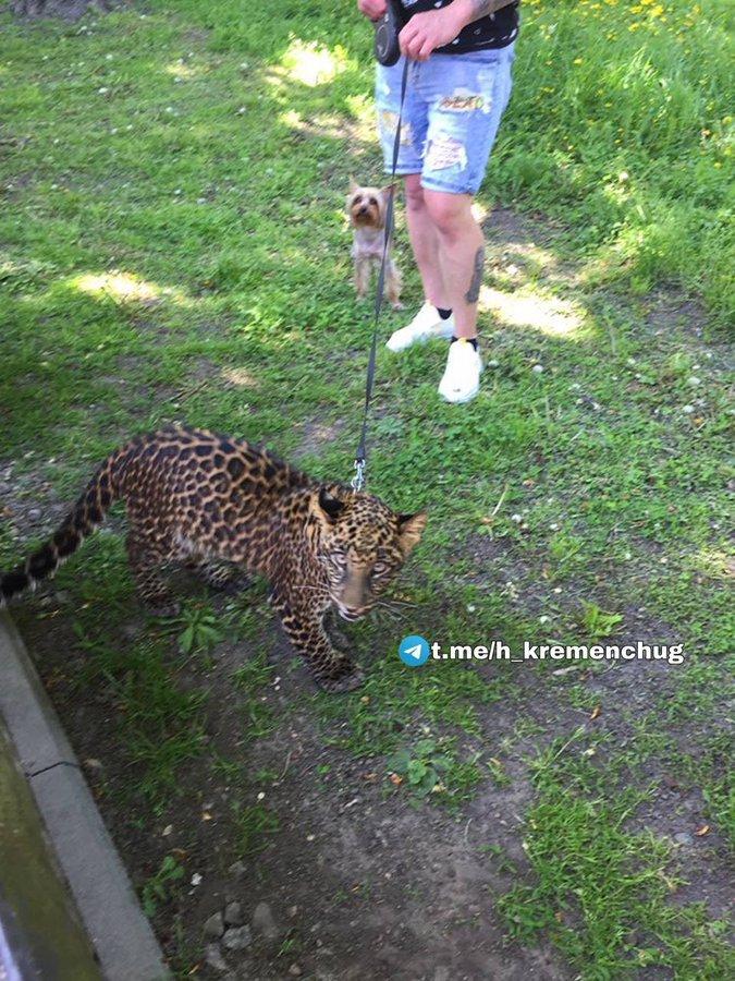 На Полтавщині на жінку наскочив леопард