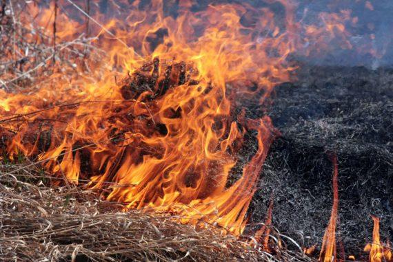 До 21 тисячі гривень: які штрафи заплатять цієї осені палії опалого листя