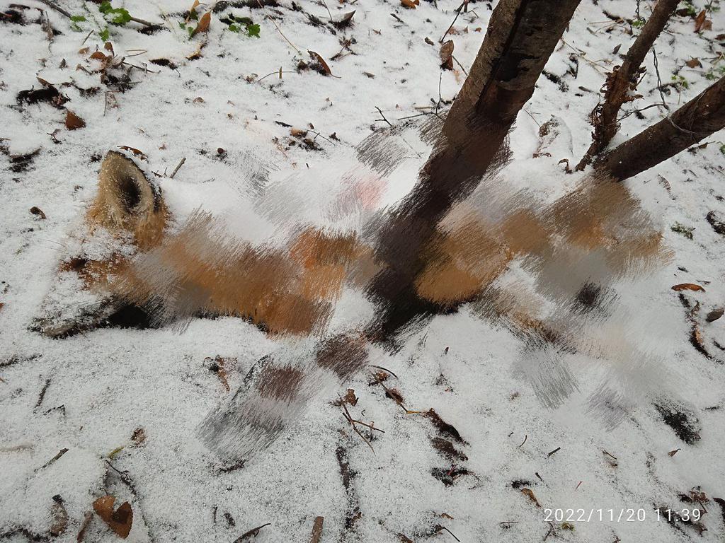 Під Полтавою невідомі розставляють пастки: гинуть і домашні улюбленці