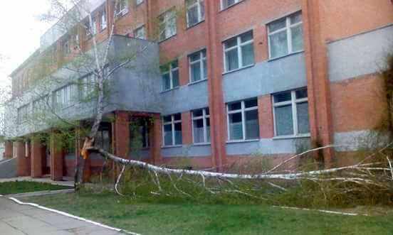 Біля полтавської школи впало дерево