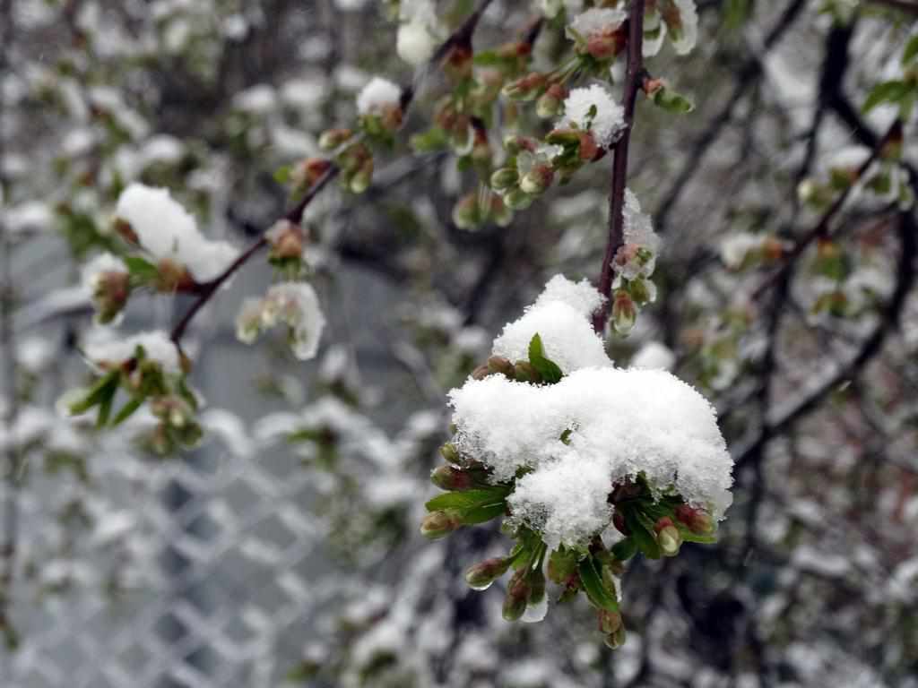 Як сніг у квітні вплине на врожай – полтавський науковець