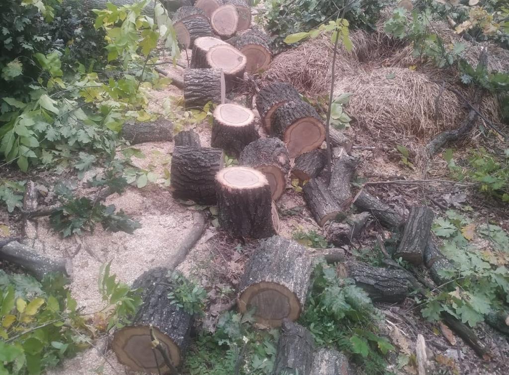 Двоє мешканців Полтавщини незаконним вирубуванням дерев завдали державі збитків на понад 300 тисяч гривень