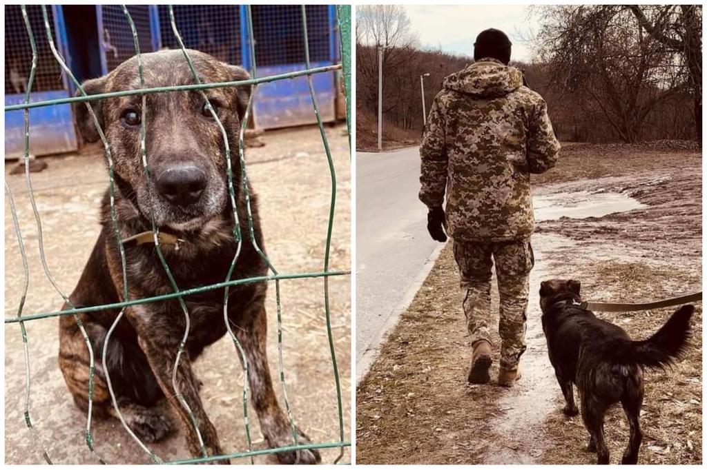 Полтава. Великий пес Карат шукає родину