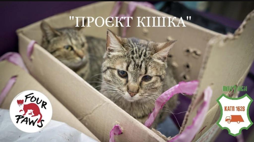 Проєкт «Кішка»: у Полтаві безкоштовно стерилізуватимуть котів