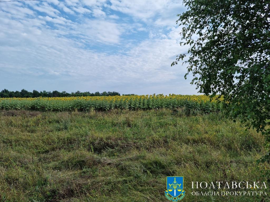 На Полтавщині підприємиця засіяла земельні ділянки, які їй сільська рада надала нібито для облаштування кладовища