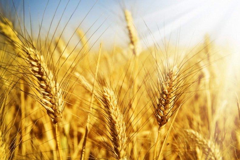 Аграрії Полтавщини намолотили 5,7 млн тонн зерна