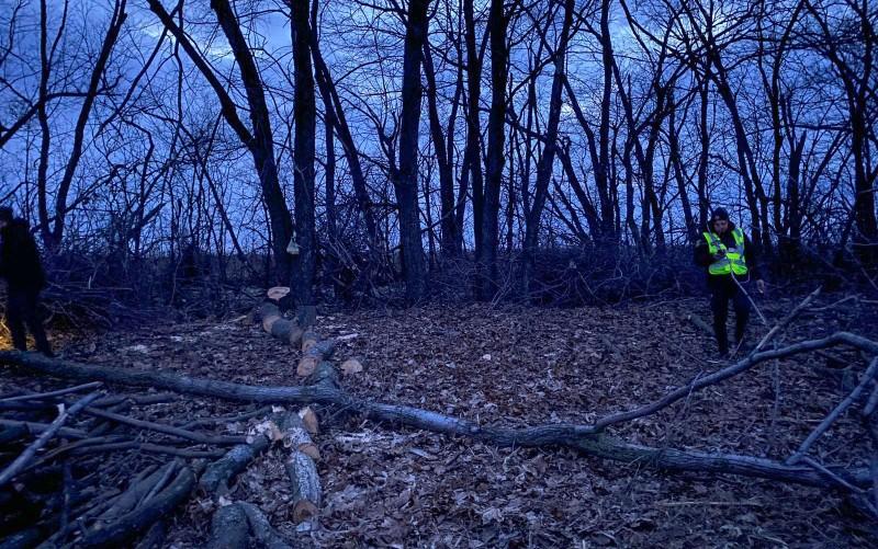 На Полтавщині гілкою вбило жінку, яка займалася розчисткою лісосмуг