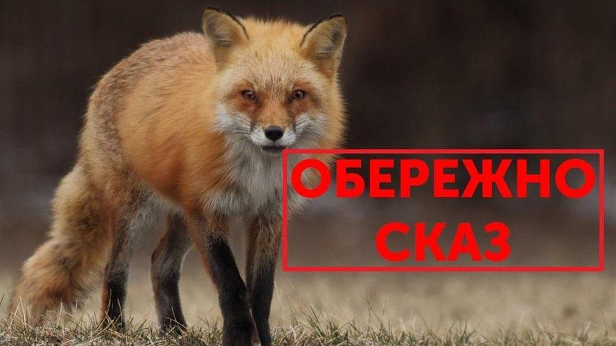 У Полтаві виявили випадок захворювання на сказ: на яких вулицях встановлено карантинні обмеження
