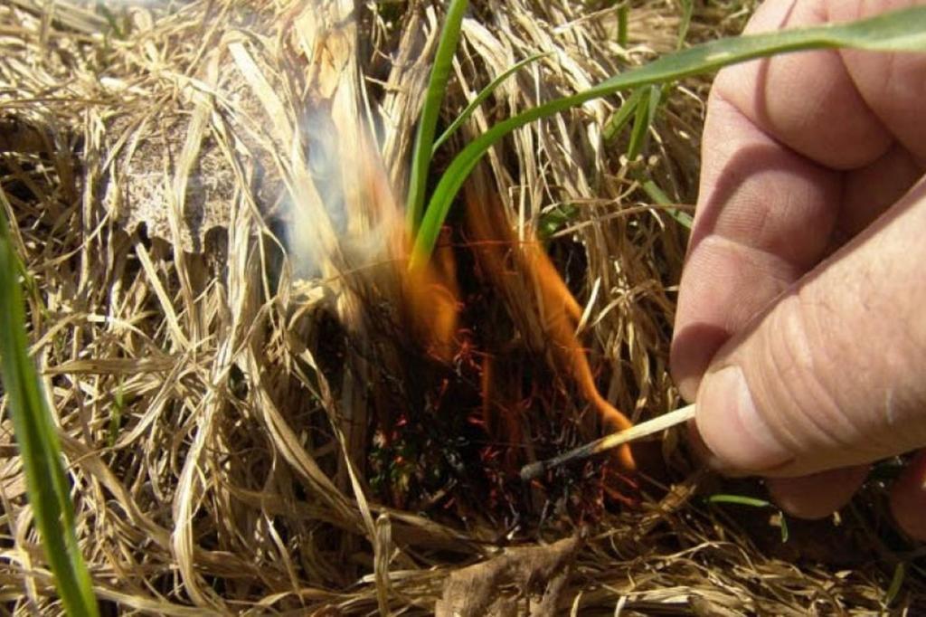 На Полтавщині під час випалювання сухого листя загинула жінка