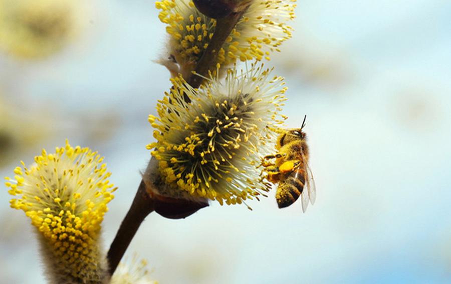 30 березня: яке сьогодні свято, традиції, що не можна робити