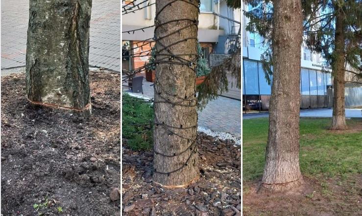 У Полтаві біля бізнес-центру підпиляли дерева: чи покарають винних