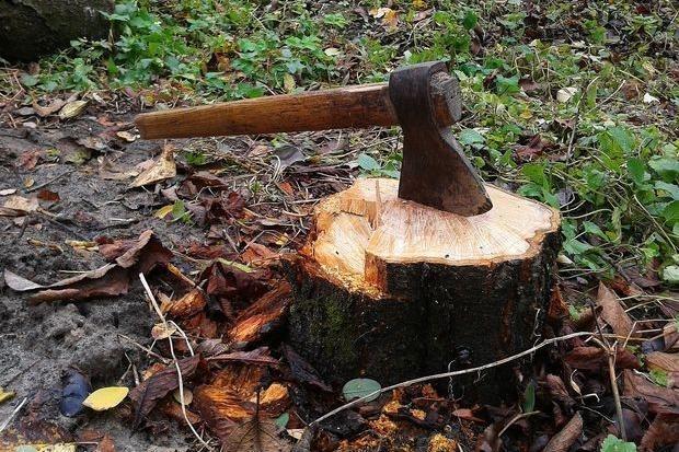 На Миргородщині незаконно спиляли понад сотню дерев