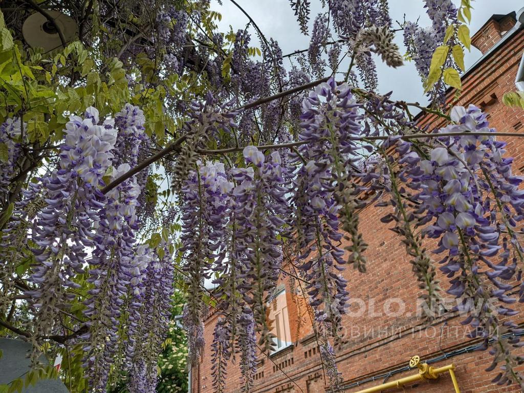 У Полтаві завершує квітнути гліцинія