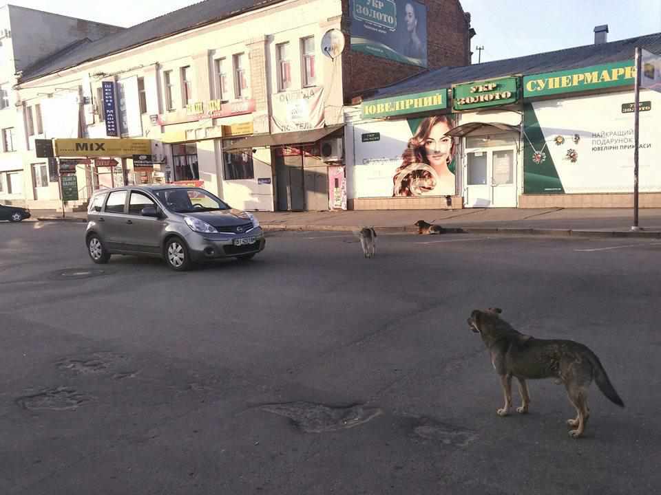 У Полтаві зграя собак «перекриває» рух транспорту