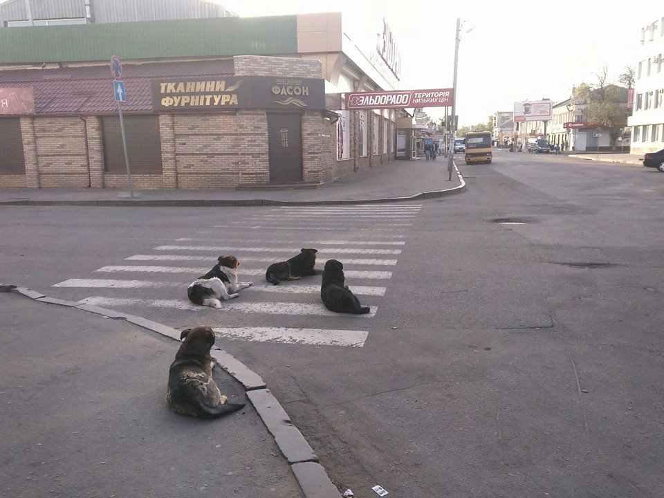 У Полтаві водіїв проситимуть їздити повільніше, аби собаки могли вільно ходити