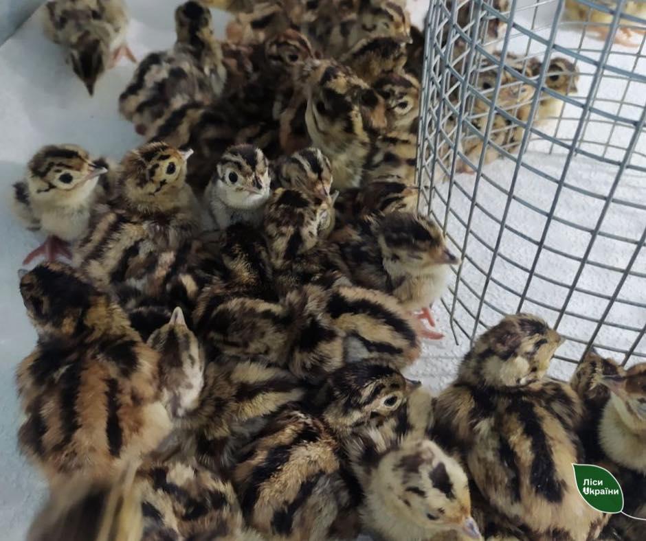 160 маленьких фазанів вилупилися у лісовому господарстві на Полтавщині