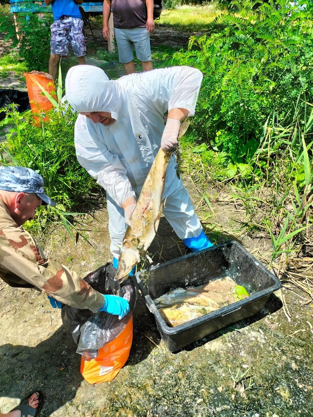 65 кг мертвої риби дістали з річки на Полтавщині