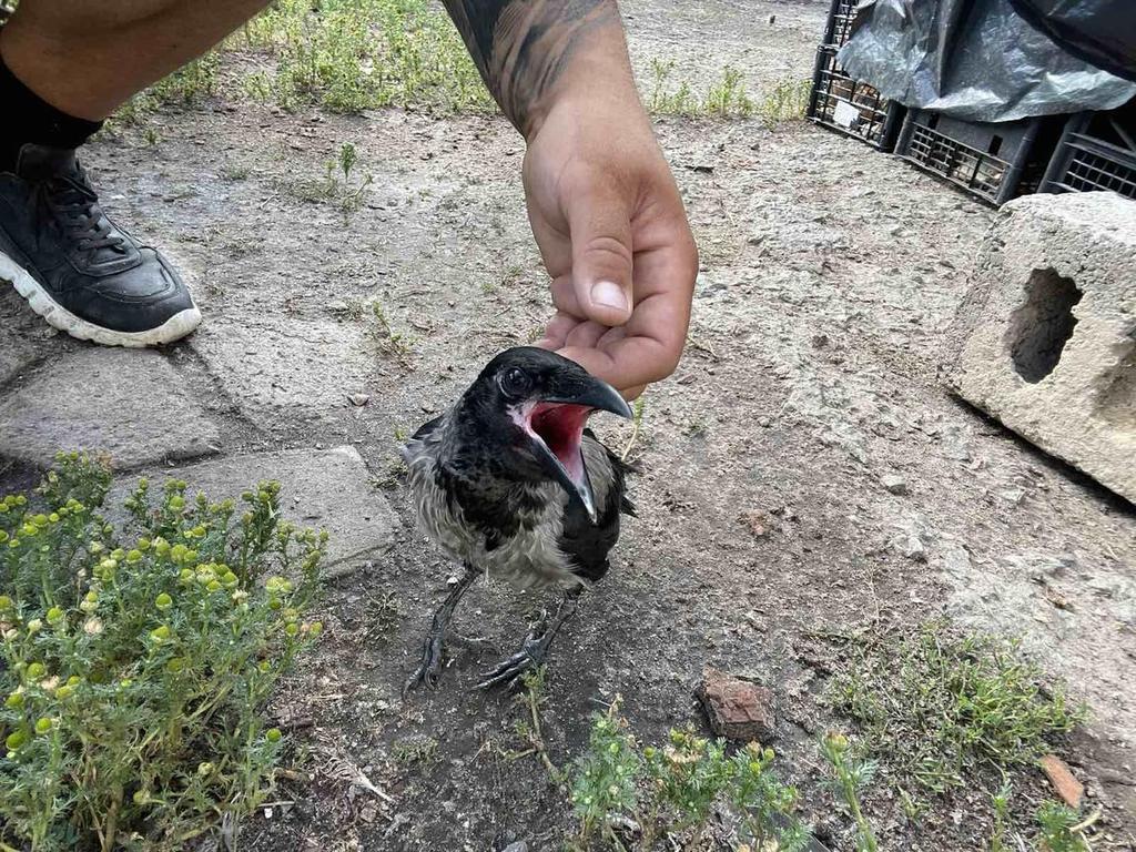 Екопарк в Ковалівці запрошує волонтерів для догляду тварин