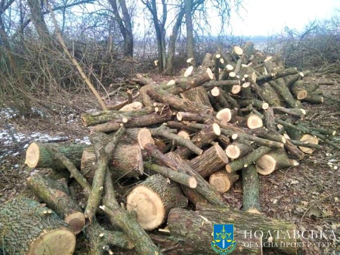 На Полтавщині чоловік нарубав ясенів на понад пів мільйона гривень