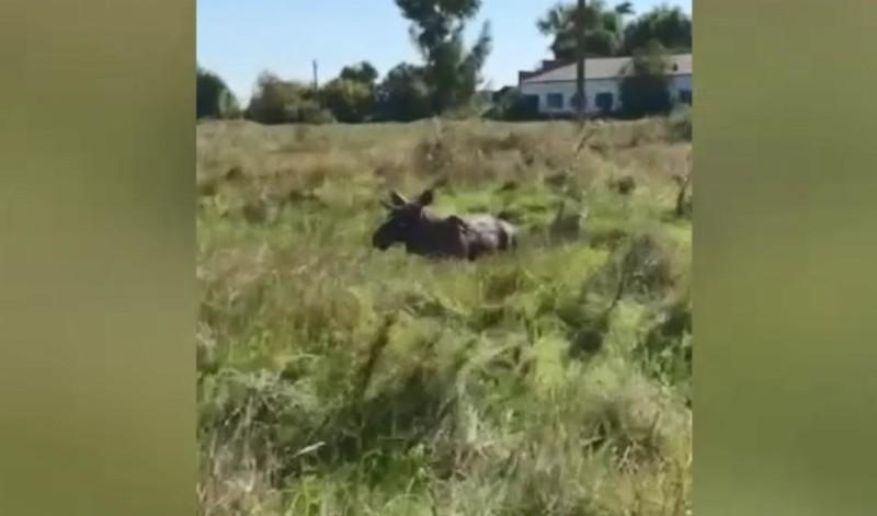 На Полтавщині смертельно травмували двох дорослих лосів