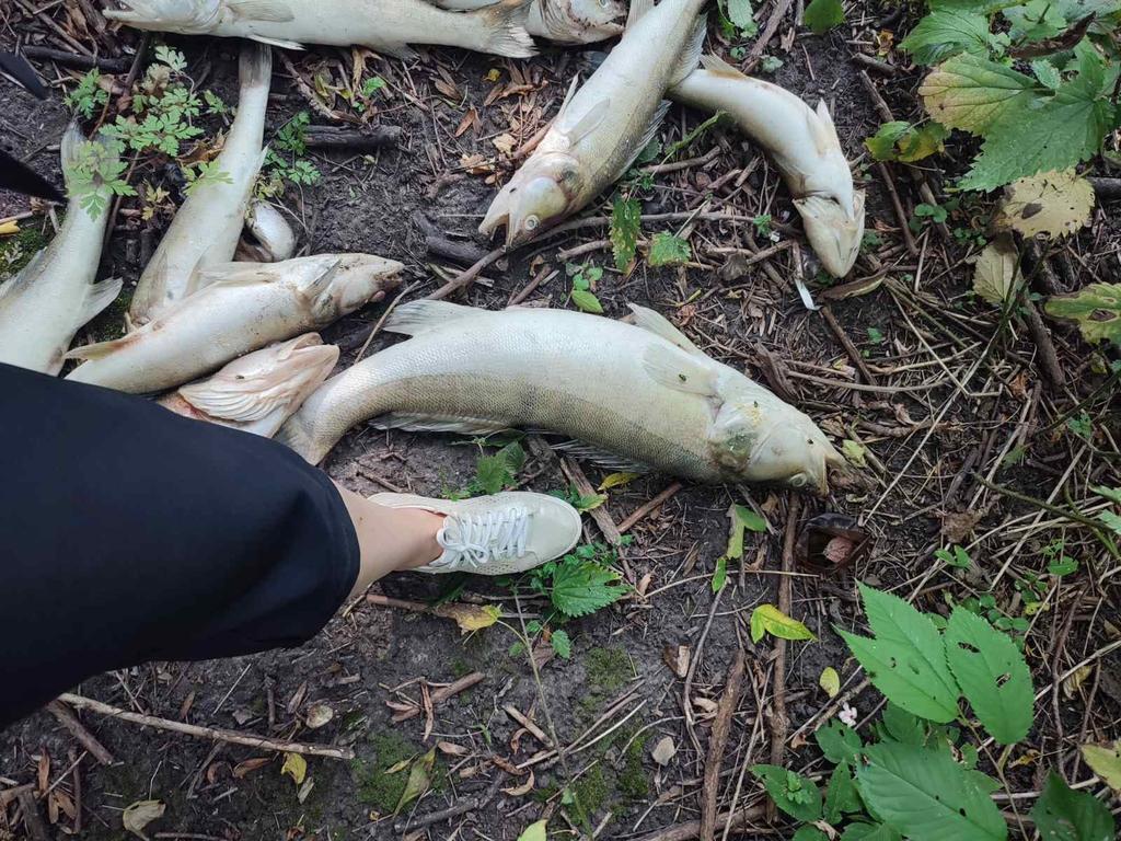 На одному з водосховищ Полтавщини масовий мор риби та раків