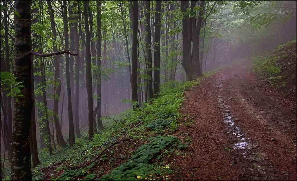 В Україні знову похолодає: подекуди заморозки