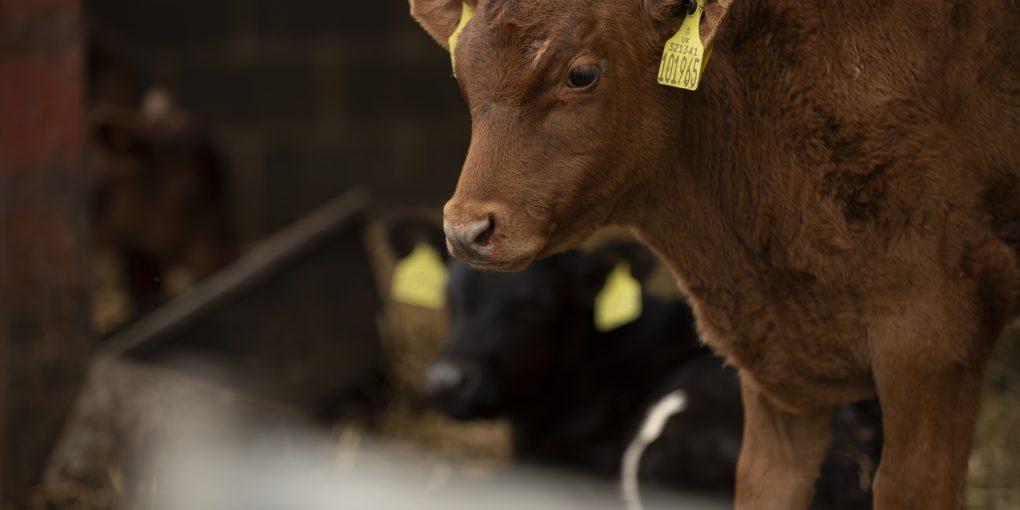На Полтавщині зафіксували випадок сказу у теляти