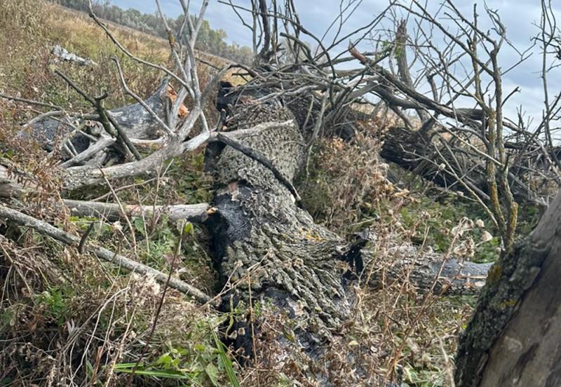 У Лубенському районі на людину впало дерево