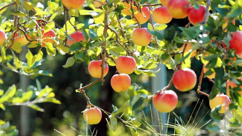На Полтавщині профінансують садівництво при навчальних закладах на півмільйона гривень