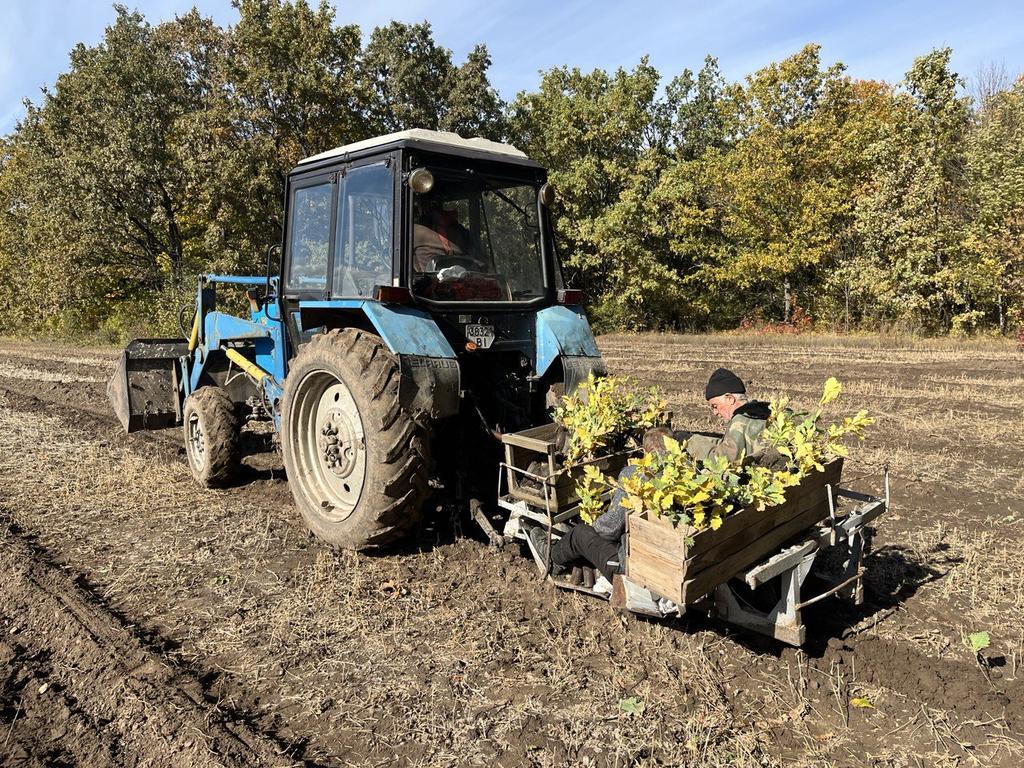 На Полтавщині планують висадити 6,6 мільйона дерев