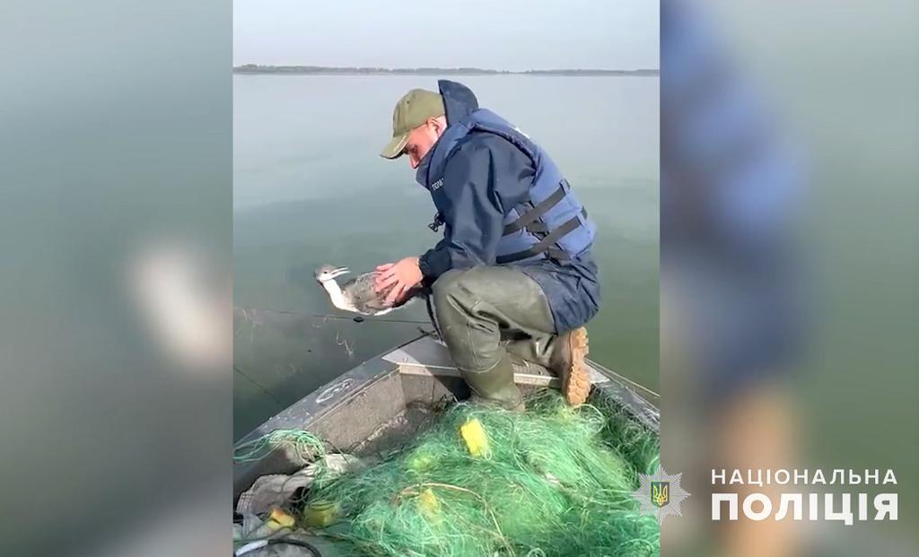 Правоохоронці звільнили птаха, який заплутався у браконьєрських сітках на Кременчуцькому водосховищі (ВІДЕО)