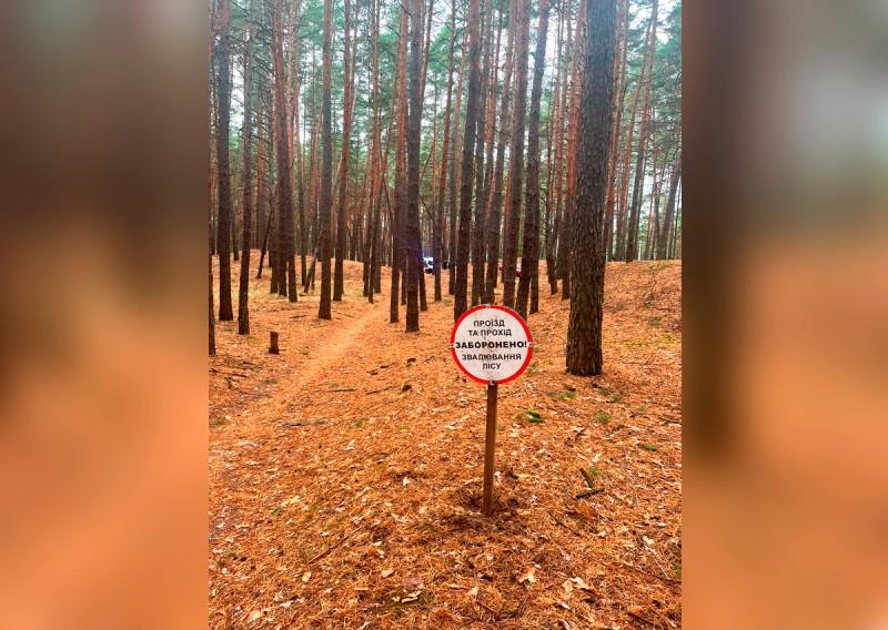 Під Полтавою на жінку впало дерево