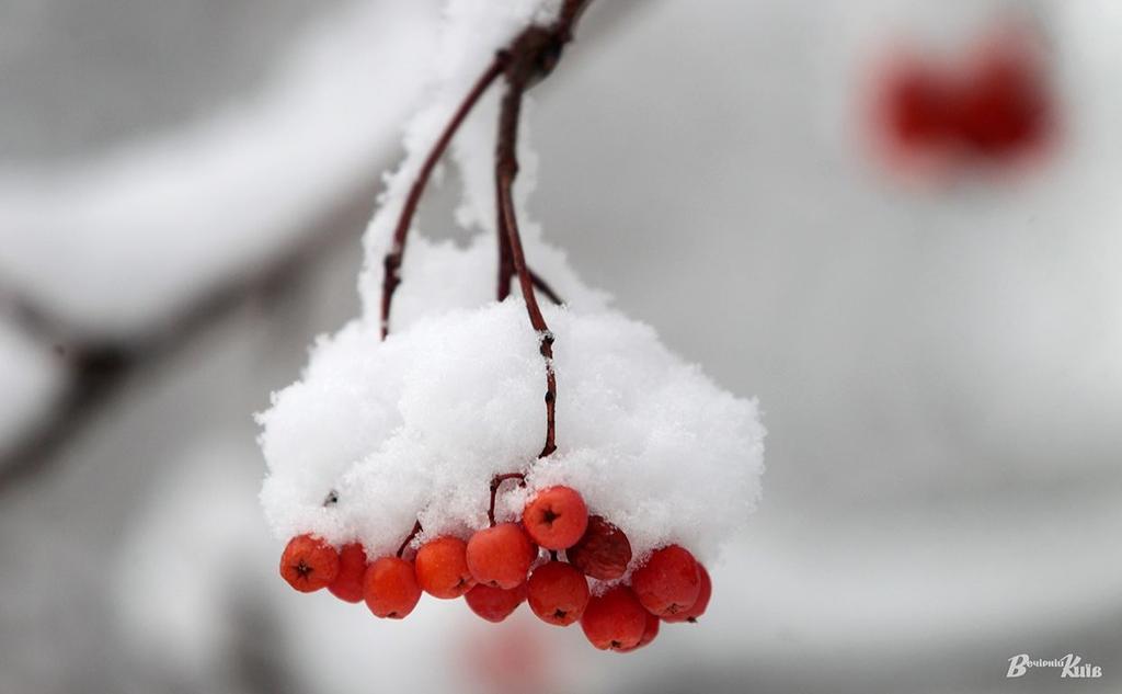 Яку погоду на Полтавщині очікувати у перші дні зими